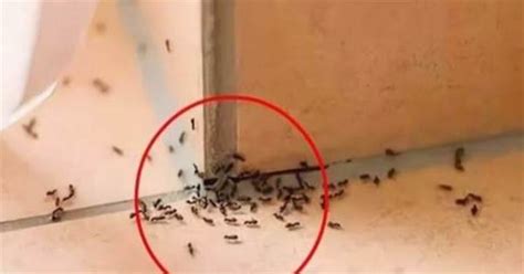 家裡出現一堆螞蟻